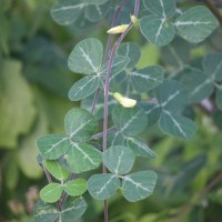 Rhynchosia velutina Wight & Arn.